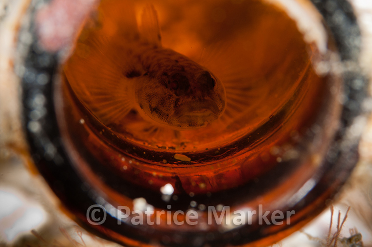 Patrice Marker
